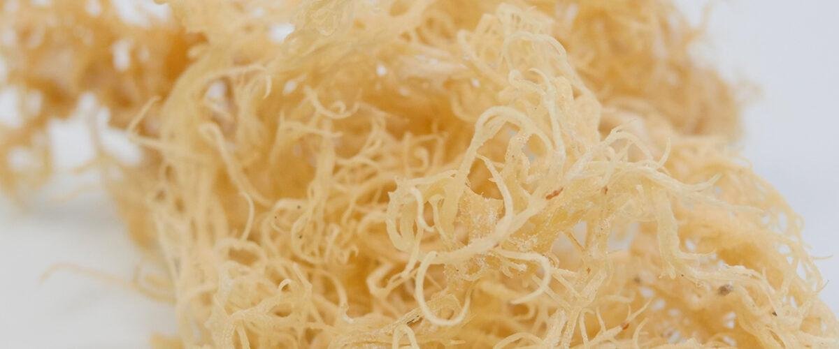 Best Wholesale Source For Golden and Purple Sea Moss in 2023