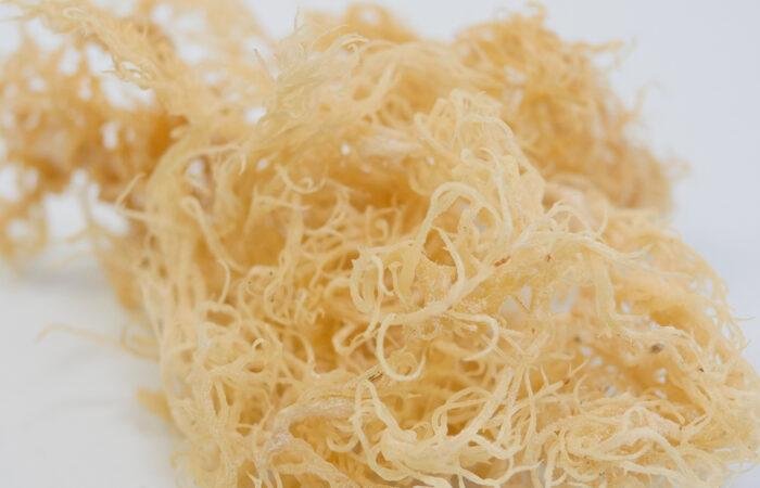 Best Wholesale Source For Golden and Purple Sea Moss in 2023